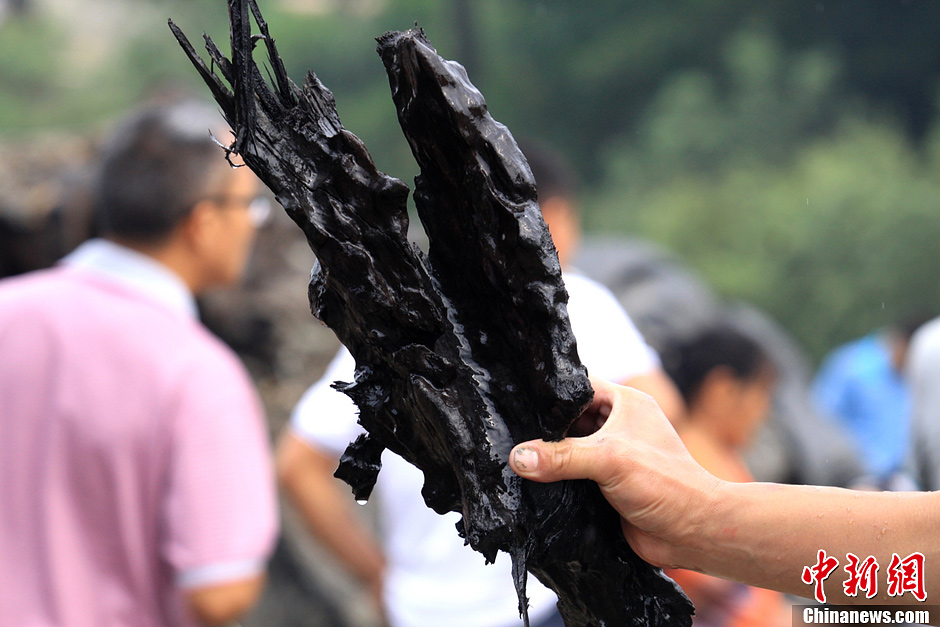 80噸重千年古樹現(xiàn)世 埋藏地下至少500年