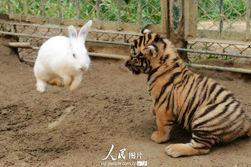 動物園內幼年獅虎豹不敵大白兔 紛紛被嚇住