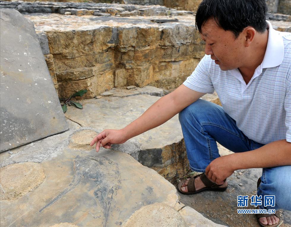 走近“羅平生物群” 距今約2.38億年至2.39億年(圖)