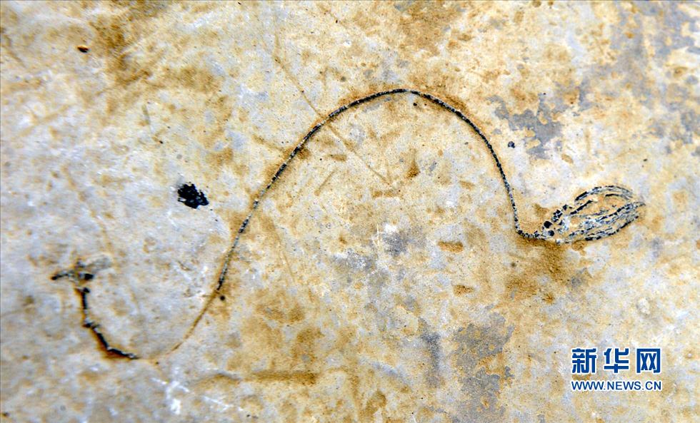 走近“羅平生物群” 距今約2.38億年至2.39億年(圖)