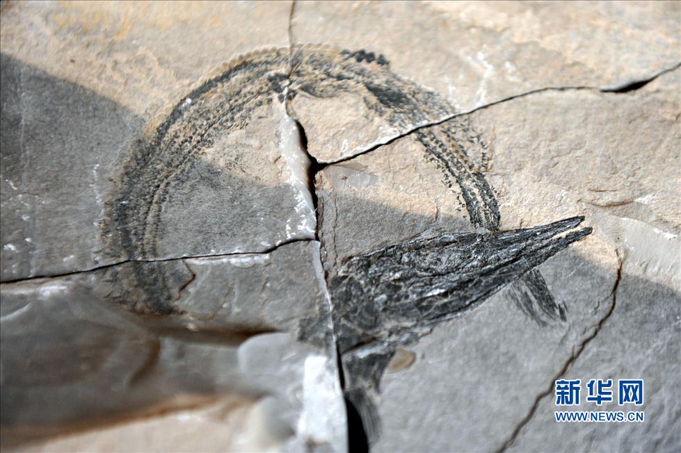 走近“羅平生物群” 距今約2.38億年至2.39億年(圖)