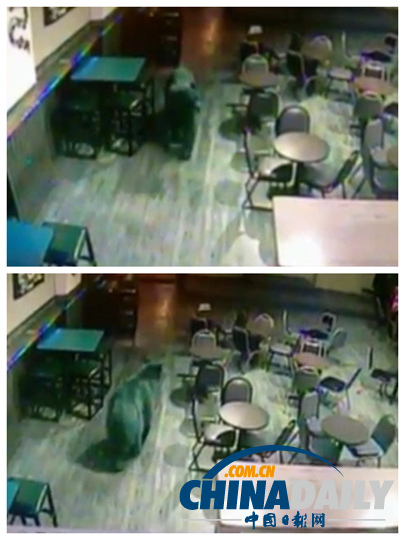 美國黑熊不請自來闖酒吧 遭酒保喝斥乖乖離開