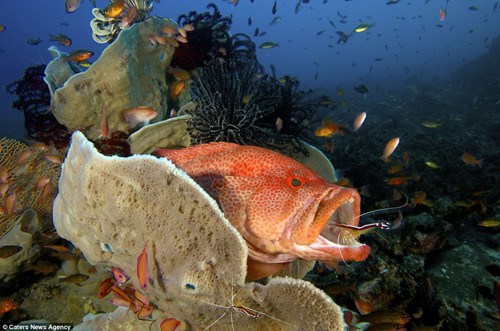 聰明男孩模仿魚類 潛入水張嘴露齒讓蝦潔牙(圖)