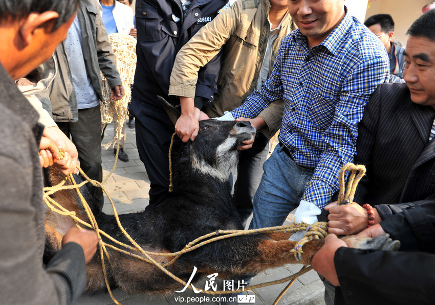 鬣羚夜闖民宅 警民聯手護送回家(組圖)