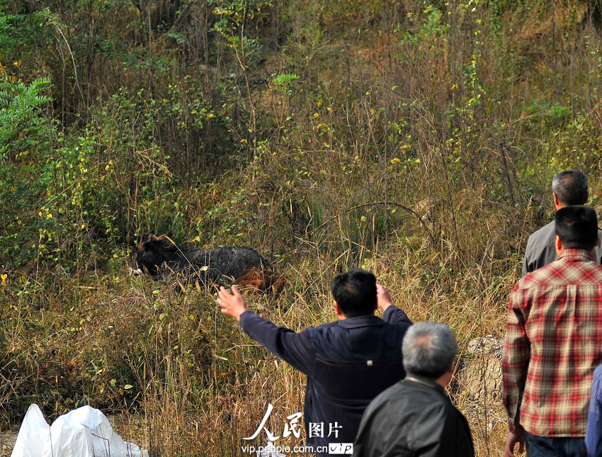 鬣羚夜闖民宅 警民聯手護送回家(組圖)