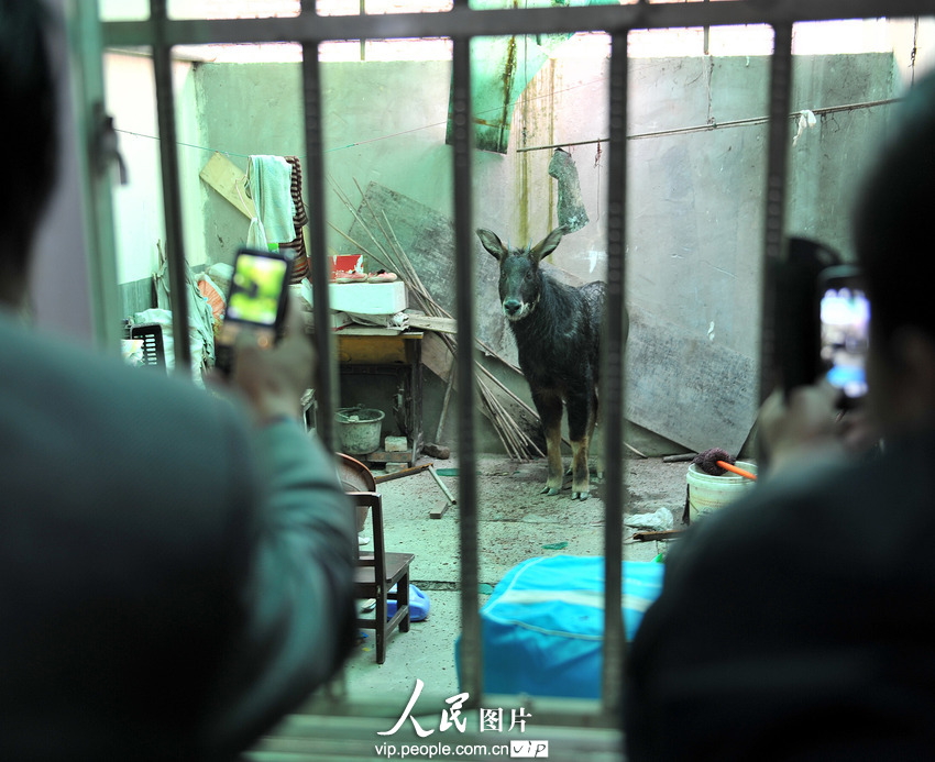 鬣羚夜闖民宅 警民聯手護送回家(組圖)