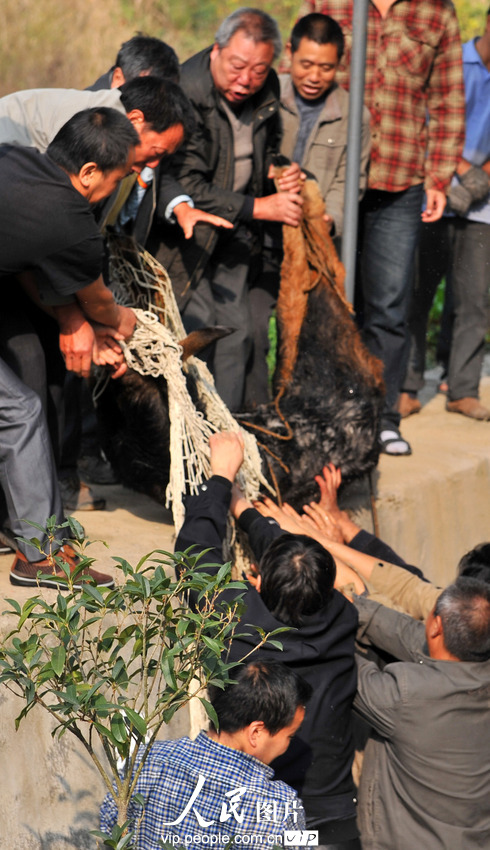 鬣羚夜闖民宅 警民聯手護送回家(組圖)