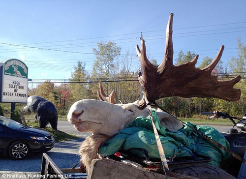 獵人射殺罕見白色駝鹿惹眾怒 原住民奉為神靈之物