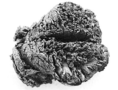 最古老的人腦緣何4000年不朽？