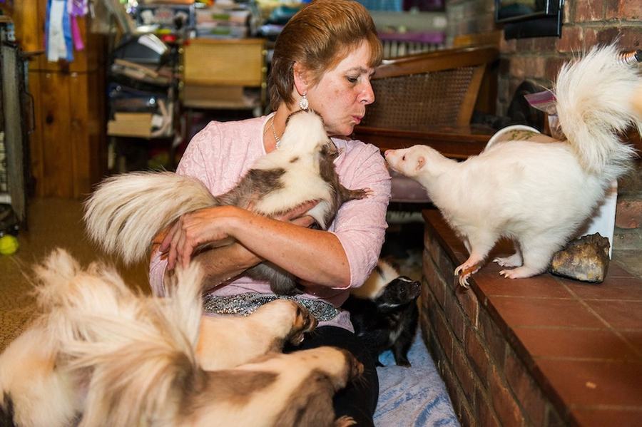 情有獨(dú)鐘！美婦女飼養(yǎng)50只臭鼬當(dāng)寵物(組圖)