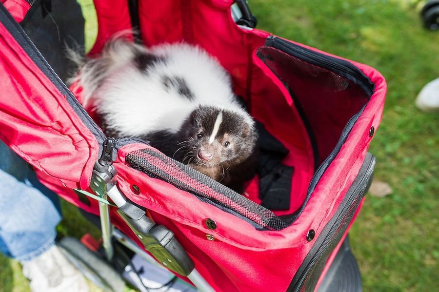 情有獨(dú)鐘！美婦女飼養(yǎng)50只臭鼬當(dāng)寵物(組圖)