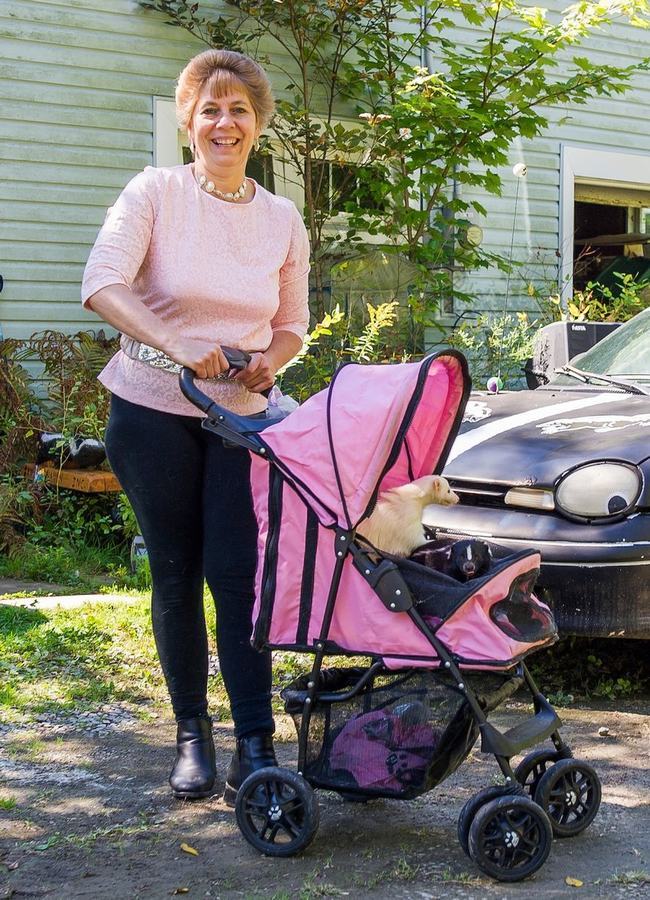 情有獨鐘！美婦女飼養(yǎng)50只臭鼬當寵物(組圖)