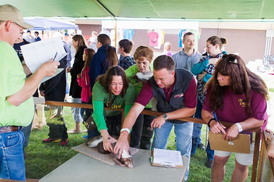 情有獨鐘！美婦女飼養50只臭鼬當寵物(組圖)