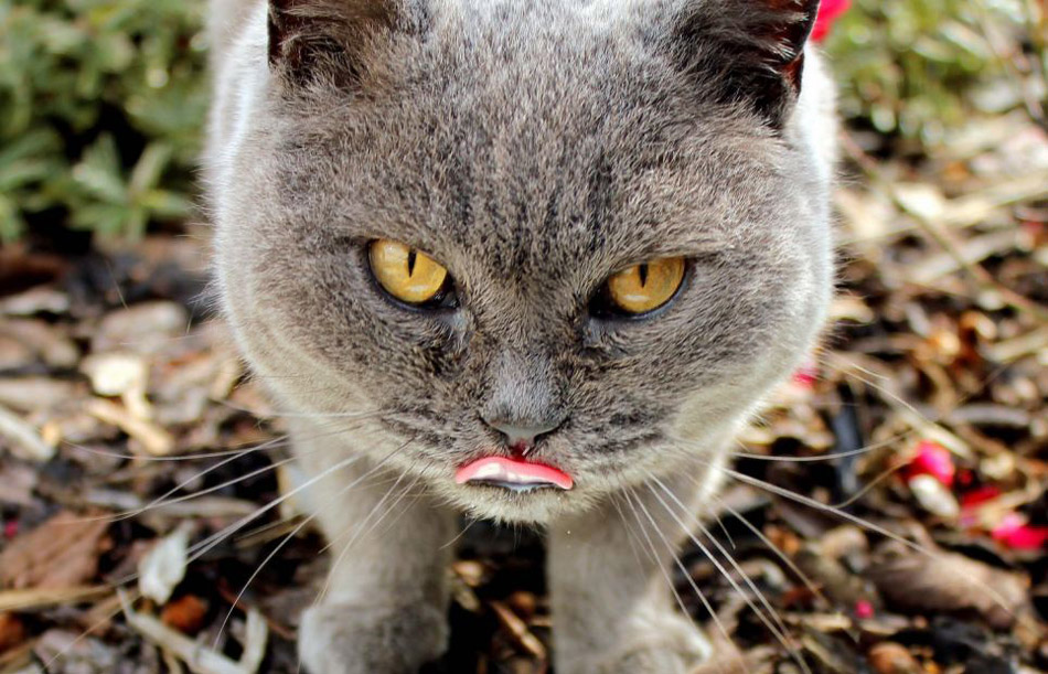 國際貓主題攝影比賽貓咪各秀風采