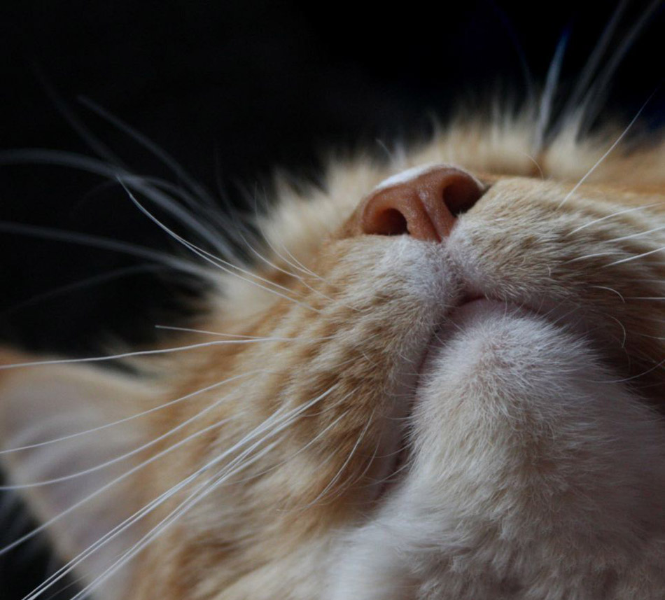 國際貓主題攝影比賽貓咪各秀風采