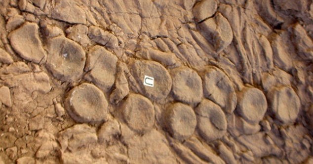 化石證據顯示巨型挪威海怪確曾存在(組圖)