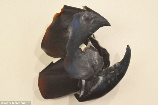 化石證據顯示巨型挪威海怪確曾存在(組圖)