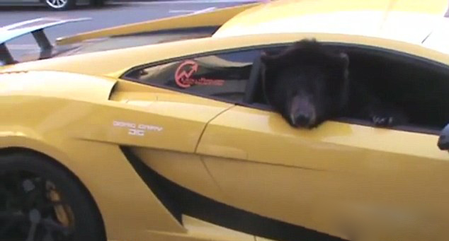 美棕熊跑車內探出腦袋引交通堵塞(組圖)