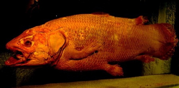 海底發(fā)現(xiàn)的十大神秘物體：希臘遠古計算機