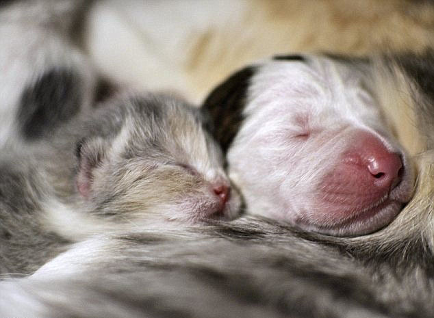 美母貓為遭棄小狗當(dāng)“奶媽”顯跨種族之愛(ài)