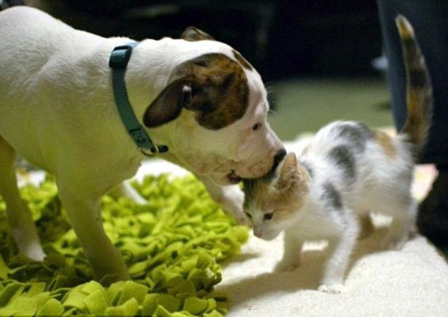 美母貓為遭棄小狗當“奶媽”顯跨種族之愛