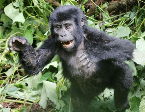 小猩猩樹上摔下不撒嬌 猛力捶胸顯“霸氣”(圖)