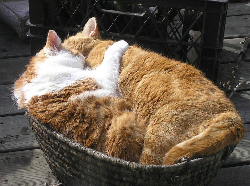 冬日暖情：動物們的擁抱日(高清組圖)