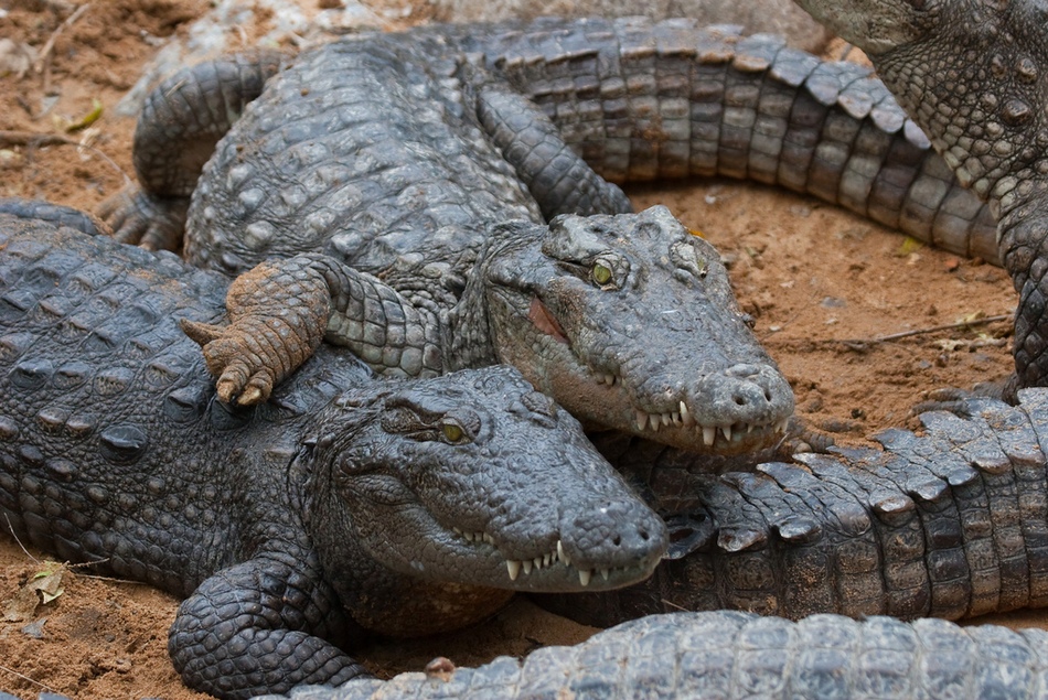 冬日暖情：動物們的擁抱日(高清組圖)