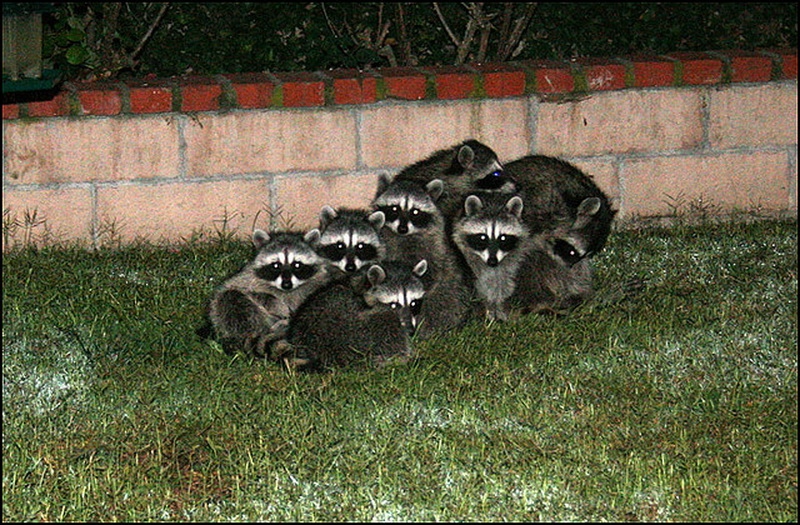 冬日暖情：動(dòng)物們的擁抱日(高清組圖)