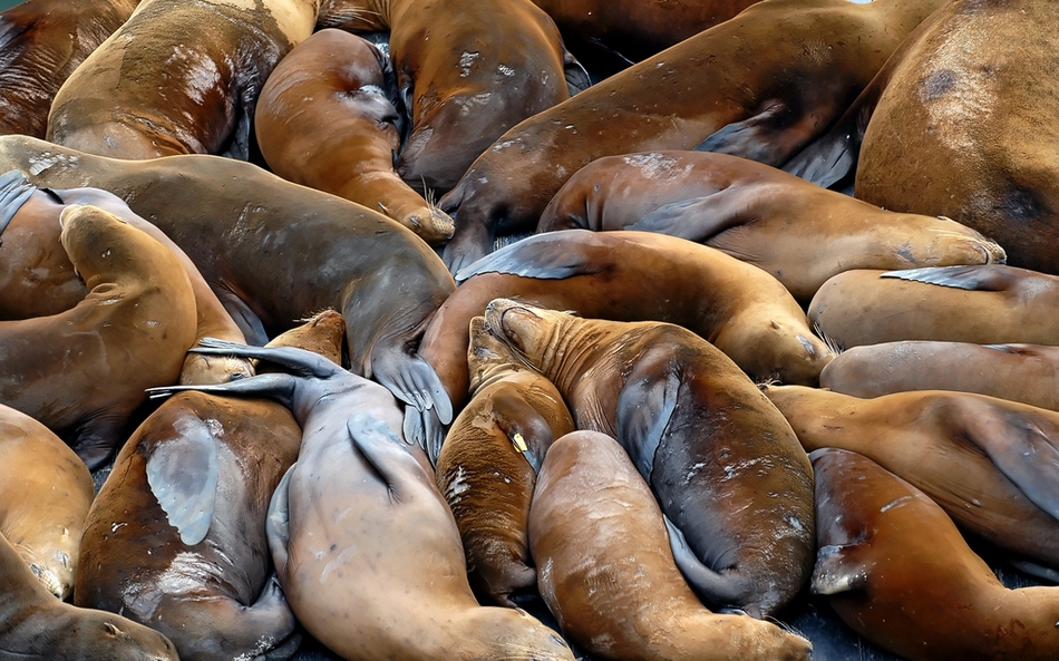 冬日暖情：動物們的擁抱日(高清組圖)