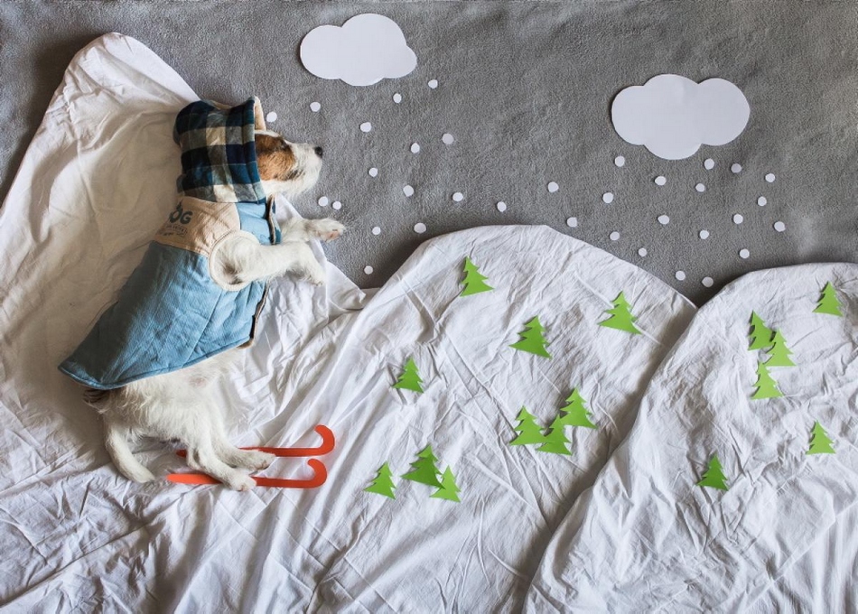 奇幻冒險：寵物狗的圓夢之旅(組圖)