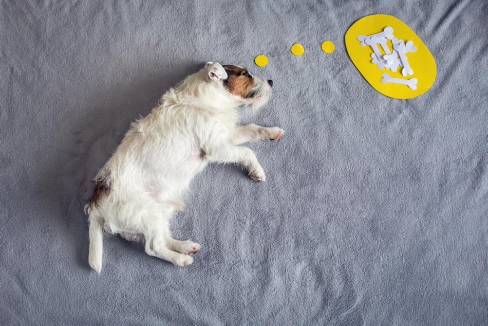 奇幻冒險：寵物狗的圓夢之旅(組圖)