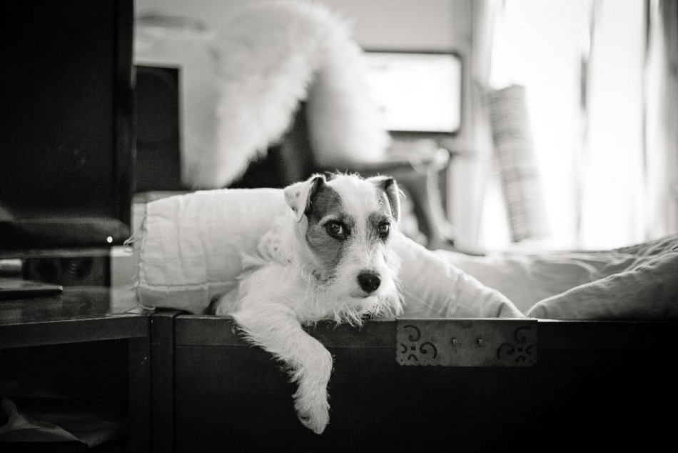 奇幻冒險：寵物狗的圓夢之旅(組圖)