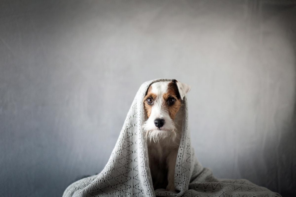 奇幻冒險：寵物狗的圓夢之旅(組圖)