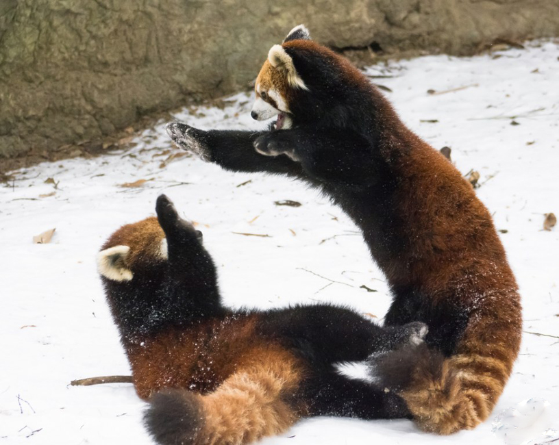 逗趣！美動物園小熊貓雪中嬉鬧打滾(組圖)
