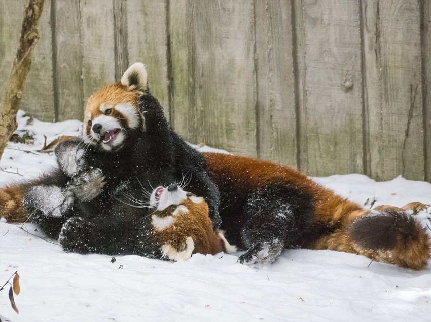 逗趣！美動物園小熊貓雪中嬉鬧打滾(組圖)
