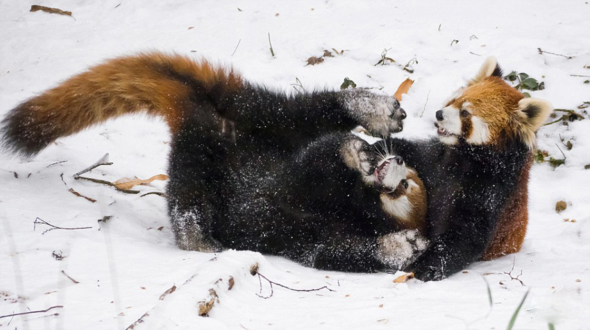逗趣！美動物園小熊貓雪中嬉鬧打滾(組圖)
