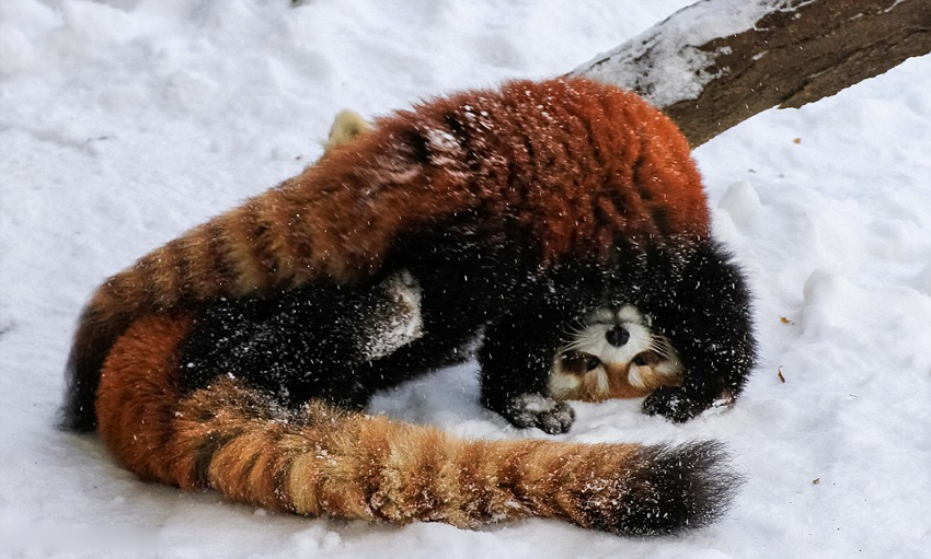 逗趣！美動物園小熊貓雪中嬉鬧打滾(組圖)