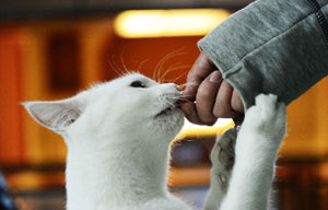 Chinese and Russian flavors enjoyed in Harbin