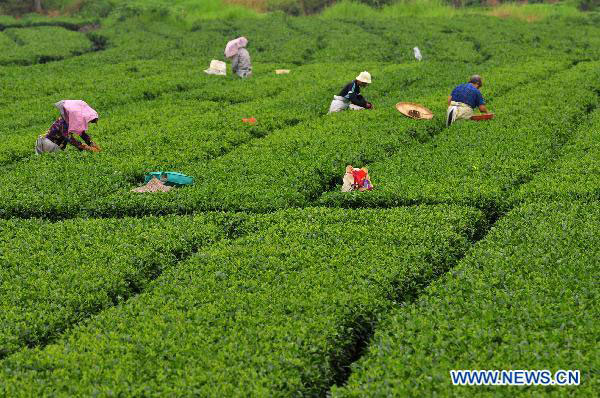 Farmers busy picking summer tea
