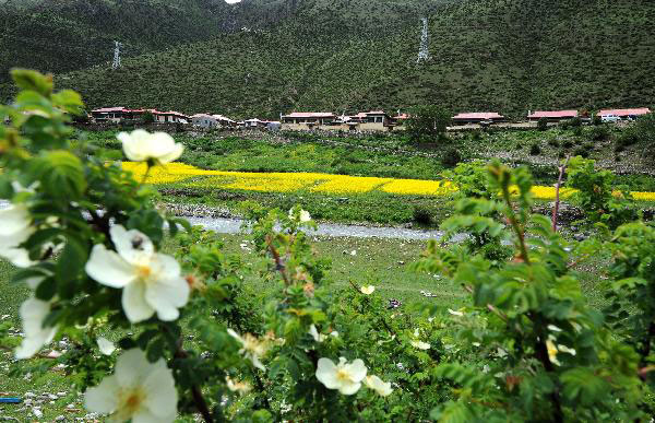 Forest coverage rate in Tibet rises to 11.91%