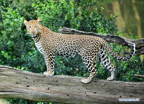 Leopards seen at Nakuru National Park, Kenya