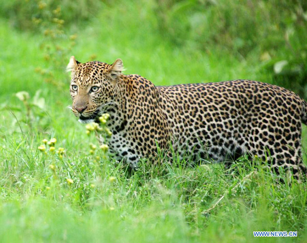 Leopards seen at Nakuru National Park, Kenya