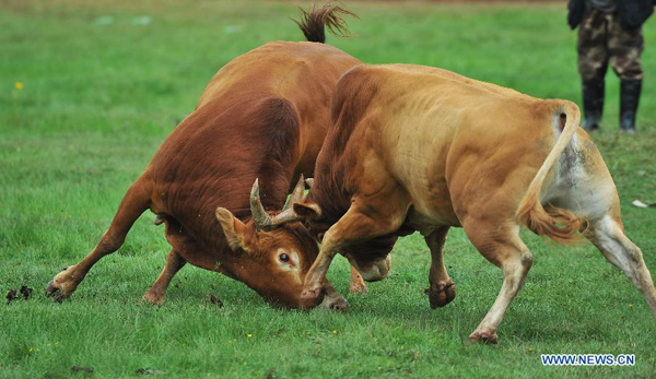 Bullfight at China's Yi ethnic group's Torch Festival