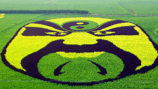 Art in paddy field