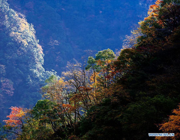 Autumn scenery of Jiajinshan National Forest Park in Sichuan