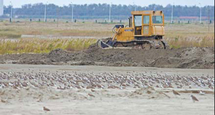 Birds of a feather flock to Rudong