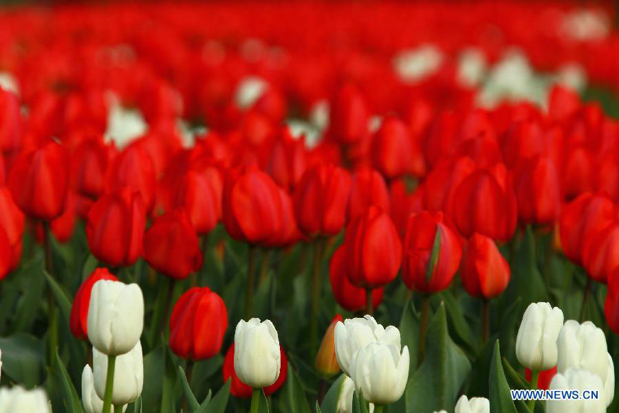 Tulip flowers blossom at botanical garden in Hefei