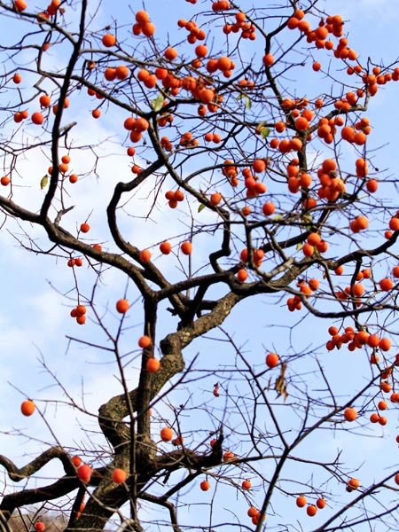 Villages of persimmons