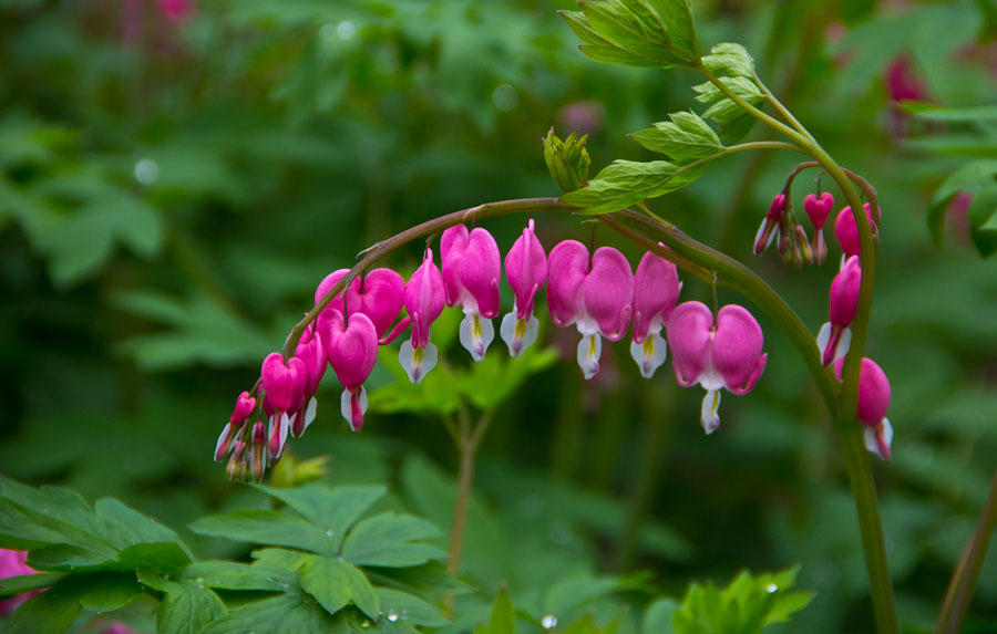 Bloom and bust: Jingshan Park's Peony Festival